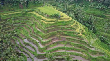 Bali, Endonezya - 11 Kasım 2022: Bali 'nin Turistik Çekim ve Yerleşkeleri