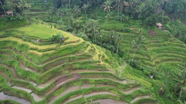 Bali, Endonezya - 11 Kasım 2022: Bali 'nin Turistik Çekim ve Yerleşkeleri