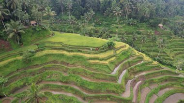Bali, Endonezya - 11 Kasım 2022: Bali 'nin Turistik Çekim ve Yerleşkeleri