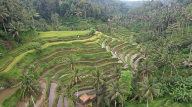 Bali, Endonezya - 11 Kasım 2022: Bali 'nin Turistik Çekim ve Yerleşkeleri