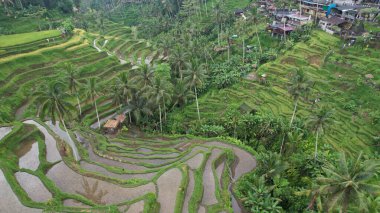 Bali, Endonezya - 11 Kasım 2022: Bali 'nin Turistik Çekim ve Yerleşkeleri