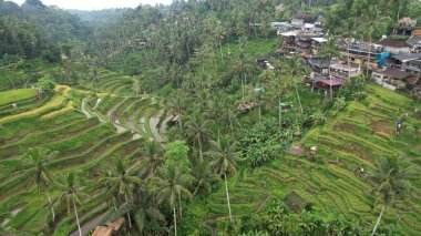 Bali, Endonezya - 11 Kasım 2022: Bali 'nin Turistik Çekim ve Yerleşkeleri