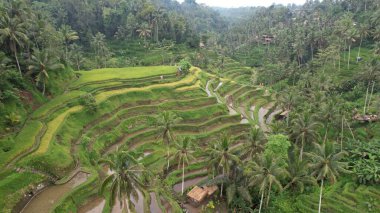 Bali, Endonezya - 11 Kasım 2022: Bali 'nin Turistik Çekim ve Yerleşkeleri