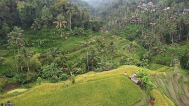 Bali, Endonezya - 11 Kasım 2022: Bali 'nin Turistik Çekim ve Yerleşkeleri