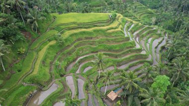 Bali, Endonezya - 11 Kasım 2022: Bali 'nin Turistik Çekim ve Yerleşkeleri