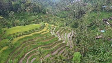 Bali, Endonezya - 11 Kasım 2022: Bali 'nin Turistik Çekim ve Yerleşkeleri