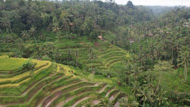 Bali, Endonezya - 11 Kasım 2022: Bali 'nin Turistik Çekim ve Yerleşkeleri