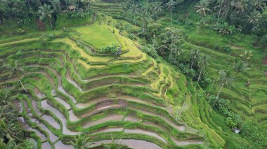 Bali, Endonezya - 11 Kasım 2022: Bali 'nin Turistik Çekim ve Yerleşkeleri