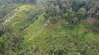 Bali, Endonezya - 11 Kasım 2022: Bali 'nin Turistik Çekim ve Yerleşkeleri