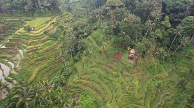 Bali, Endonezya - 11 Kasım 2022: Bali 'nin Turistik Çekim ve Yerleşkeleri