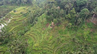 Bali, Endonezya - 11 Kasım 2022: Bali 'nin Turistik Çekim ve Yerleşkeleri