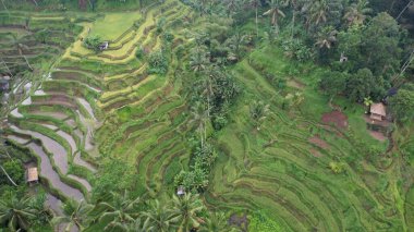 Bali, Endonezya - 11 Kasım 2022: Bali 'nin Turistik Çekim ve Yerleşkeleri