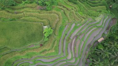 Bali, Endonezya - 11 Kasım 2022: Bali 'nin Turistik Çekim ve Yerleşkeleri