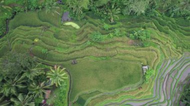 Bali, Endonezya - 11 Kasım 2022: Bali 'nin Turistik Çekim ve Yerleşkeleri