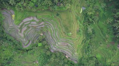 Bali, Endonezya - 11 Kasım 2022: Bali 'nin Turistik Çekim ve Yerleşkeleri