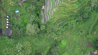 Bali, Endonezya - 11 Kasım 2022: Bali 'nin Turistik Çekim ve Yerleşkeleri