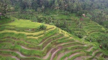 Bali, Endonezya - 11 Kasım 2022: Bali 'nin Turistik Çekim ve Yerleşkeleri