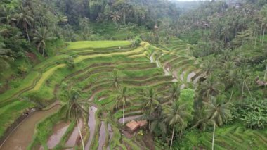 Bali, Endonezya - 11 Kasım 2022: Bali 'nin Turistik Çekim ve Yerleşkeleri
