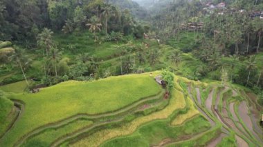 Bali, Endonezya - 11 Kasım 2022: Bali 'nin Turistik Çekim ve Yerleşkeleri