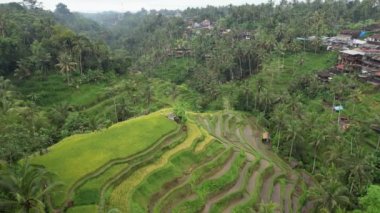 Bali, Endonezya - 11 Kasım 2022: Bali 'nin Turistik Çekim ve Yerleşkeleri