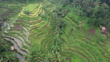 Bali, Endonezya - 11 Kasım 2022: Bali 'nin Turistik Çekim ve Yerleşkeleri