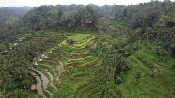 인도네시아 2022 발리의 명소와 기념물 — 비디오