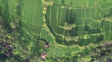 Bali, Endonezya - 11 Kasım 2022: Bali 'nin Turistik Çekim ve Yerleşkeleri