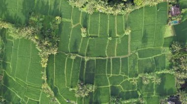 Bali, Endonezya - 11 Kasım 2022: Bali 'nin Turistik Çekim ve Yerleşkeleri