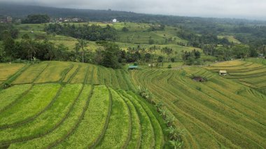 Bali, Endonezya - 11 Kasım 2022: Bali 'nin Turistik Çekim ve Yerleşkeleri