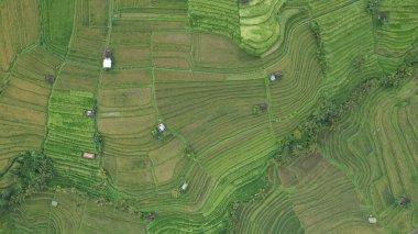 Bali, Endonezya - 11 Kasım 2022: Bali 'nin Turistik Çekim ve Yerleşkeleri