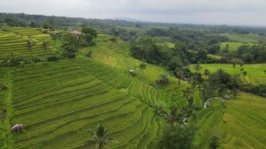 Bali, Endonezya - 11 Kasım 2022: Bali 'nin Turistik Çekim ve Yerleşkeleri