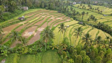 Bali, Endonezya - 11 Kasım 2022: Bali 'nin Turistik Çekim ve Yerleşkeleri