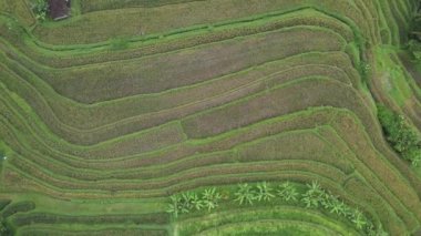 Bali, Endonezya - 11 Kasım 2022: Bali 'nin Turistik Çekim ve Yerleşkeleri