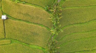 Bali, Endonezya - 11 Kasım 2022: Bali 'nin Turistik Çekim ve Yerleşkeleri