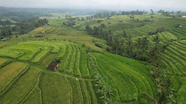 Bali, Endonezya - 11 Kasım 2022: Bali 'nin Turistik Çekim ve Yerleşkeleri