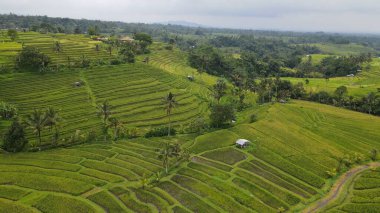 Bali, Endonezya - 11 Kasım 2022: Bali 'nin Turistik Çekim ve Yerleşkeleri