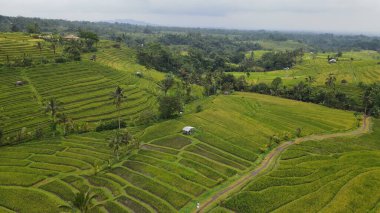 Bali, Endonezya - 11 Kasım 2022: Bali 'nin Turistik Çekim ve Yerleşkeleri