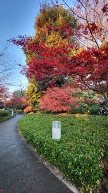 Tokyo, Japonya - 13 Aralık 2022: Sonbahar Sezonu