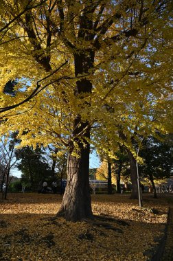 Tokyo, Japonya - 13 Aralık 2022: Sonbahar Sezonu