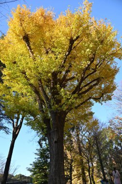 Tokyo, Japonya - 13 Aralık 2022: Sonbahar Sezonu