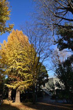 Tokyo, Japonya - 13 Aralık 2022: Sonbahar Sezonu