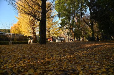 Tokyo, Japonya - 13 Aralık 2022: Sonbahar Sezonu
