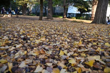 Tokyo, Japonya - 13 Aralık 2022: Sonbahar Sezonu