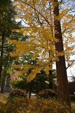 Tokyo, Japonya - 13 Aralık 2022: Sonbahar Sezonu