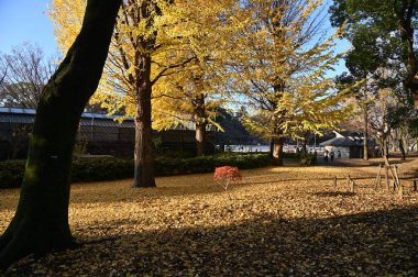 Tokyo, Japonya - 13 Aralık 2022: Sonbahar Sezonu