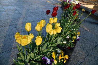 Tokyo, Japonya - 13 Aralık 2022: Sonbahar Sezonu