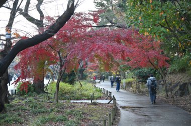 Tokyo, Japonya - 13 Aralık 2022: Sonbahar Sezonu