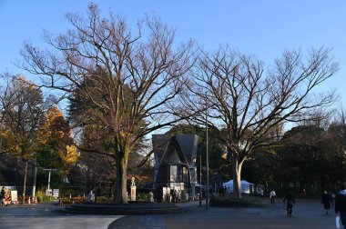 Tokyo, Japonya - 13 Aralık 2022: Sonbahar Sezonu