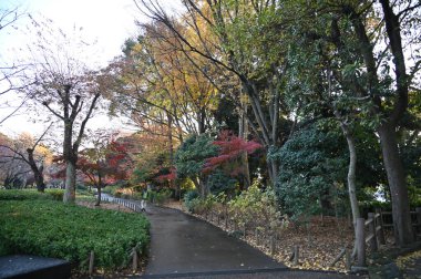 Tokyo, Japonya - 13 Aralık 2022: Sonbahar Sezonu