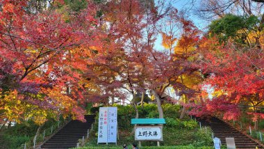 Tokyo, Japonya - 13 Aralık 2022: Sonbahar Sezonu